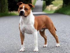 Un băiețel de 6 ani din Craiova a ajuns la spital cu piciorul sfâșiat de un câine Amstaff, scăpat dintr-o curte