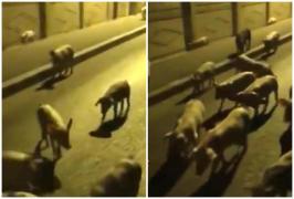 Porci lăsați liberi pe stradă în miez de noapte la Călărași. Oamenii au dat drumul animalelor de frica pestei porcine (Video)
