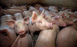 Sacrificările de porci au atins o cifră uriaşă, din cauza pestei porcine africane. Încă 3 focare la Buzău