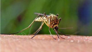 17 morţi în România din cauza virusului West Nile, zeci de persoane infectate. Se transmite prin înţepătura de ţânţar