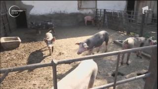 Gospodărie în care sunt crescuți porci