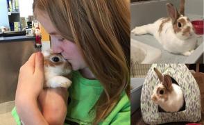 Iepuraşul Peter, un blănos afectuos