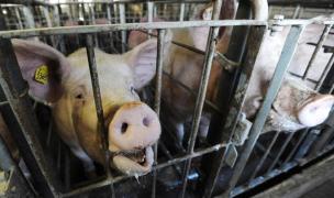 Nou focar de pesta porcină în România. Zeci de porci sacrificaţi într-o comună din Galaţi