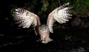 Bufniţa a atacat oamenii