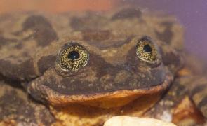 Romeo se va întâlni cu broscuţa Julieta