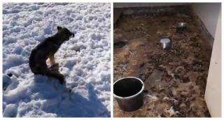 Zeci de câini, înfometaţi până la moarte într-un adăpost din Prejmer