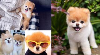 Boo Pomeranianul a murit