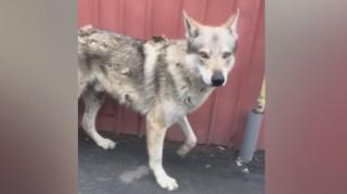 Lupul Cehoslovac pe o stradă din Pantelimon