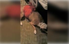 Rita avea 13 ani şi a murit apărându-şi stăpânul. Câinele Amstaf a fost înjunghiat pe scară de un vecin, din cauza unor ţurţuri (Video)