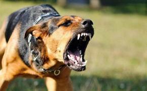 Bărbat sfâșiat de 3 câini la Turda, în curtea unei vecine, după ce femeia l-a invitat să intre, că dulăii nu mușcă