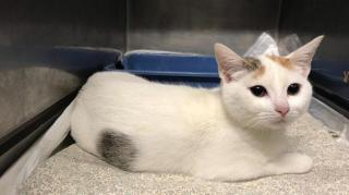 O romanca risca inchisoarea in Italia, dupa ce si-a aruncat pisica de la etaj