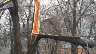 Un tânăr a fost strivit de un copac pe Calea Crângaşi, în Bucureşti