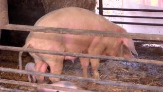 Porc într-un coteţ, în curtea unei case