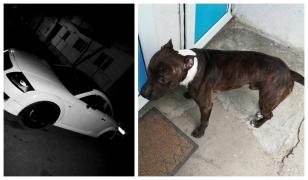 Audi TT la schimb cu un câine