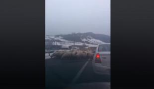 Oi pe şosea în Sălaj