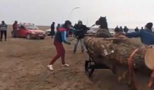 Cai biciuiţi şi puşi să tragă tone de lemne după ce au pierdut concursul de la 'Botezul Cailor'