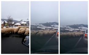 Coloană uriaşă de maşini pe DE81, la Sălaj, după ce o turmă de oi s-a oprit să lingă sarea de pe şosea (Video)