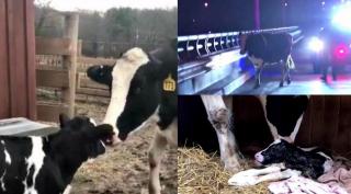 Vaca a dat naştere după ce a scăpat de abator