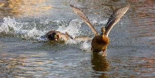 Unul dintre tineri avea asupra lui o pungă, în care era o rață, se pare proaspăt capturată