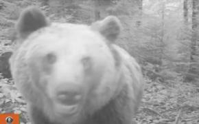 O ursoiacă a fost surprinsă în timp ce descoperă şi cercetează una din camerele de monitorizare amplasate în Parcul Natural Apuseni