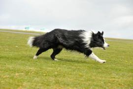 Rănit grav, un bărbat din Vaslui a fost salvat de câinii de la o stână