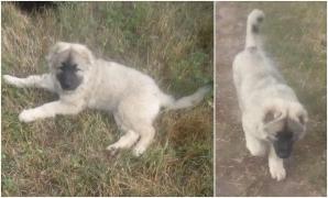 Un tânăr cere ajutor, după ce i-a fost furat căţeluşul, un pui de ciobănesc caucazian: "Ajutați-mă, îmi e dor de el"