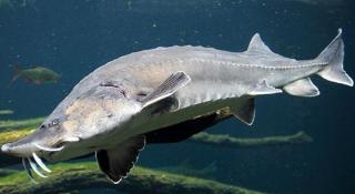 Morun de 200 de kilograme, prins ilegal, eliberat de poliţişti în Dunăre. Ar fi valorat cel puţin 100.000 de lei (Video)