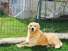 Câinele răspunde la numele de Oscar