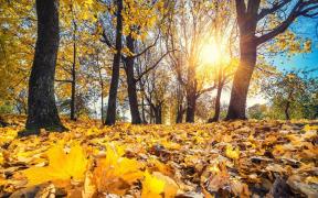 Soare într-un parc în vreme de toamnă