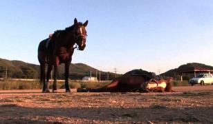 Un cal face pe mortul ori de câte ori stăpânul vrea să îl călărească