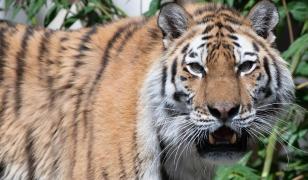 Şofer român de TIR