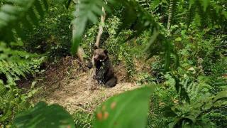 Mai mulţi localnici din Bozioru au prins un urs în laţ, l-au ucis şi tranşat