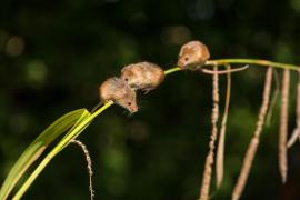 Invazie de şoareci la Satu Mare, autorităţile au emis o avertizare