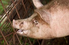 Român ucis de un porc, în Italia