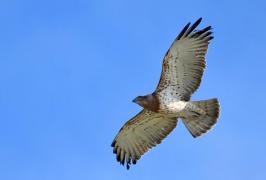 Pasăre de pradă urmărită de specialişti traversând de două ori deşertul Sahara, electrocutată pe un stâlp din România