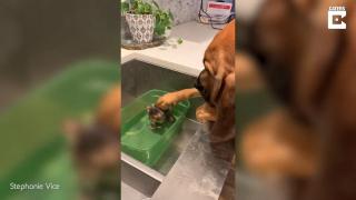 Un câine Bloodhound consolează o pisică speriată de apă