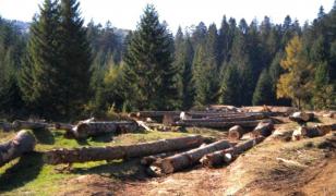 Un pădurar din Cluj a mituit un poliţist pentru a distruge o pădure