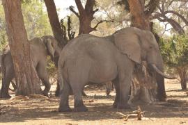 Elefant mort de epuizare, după ce a cărat zeci de turiști