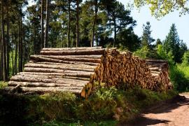 Pădurari la furat de lemne, printre zecile de hoţi prinşi în pădurile din Argeş