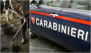 Un interlop român din Italia a ajuns de la viaţă de huzur, printre vaci şi bălegar