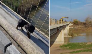 Căţei salvaţi de pompieri de pe o insulă pe râul Argeş