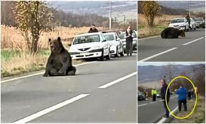 Ursul lovit de maşină, dar care s-a ridicat de pe şosea după 16 ore, a fost împuşcat