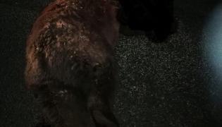 Ursoaică ucisă de maşină