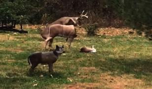 Cerb filmat când se împerechează cu statuia unei căprioare