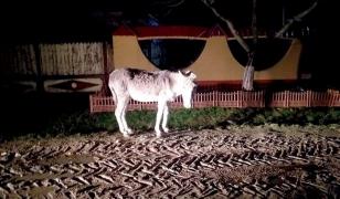 Apel pentru salvarea unui măgar alungat de stăpân pe străzile din Slobozia, Argeş