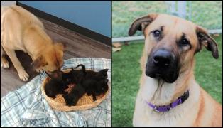 Cățel fără adăpost, găsit având grijă de cinci pui de pisică, care înghețau de frig