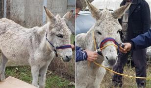 Măgarul abandonat în Slobozia, Argeş a fost salvat de Muzeul Goleşti