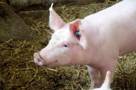 Un bărbat s-a înjunghiat în burtă, încercând să taie porcul. Animalul s-a zbătut din toate puterile, lovindu-l peste mână