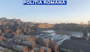 S-au aplicat 28 de sancţiuni contravenţionale pentru tăieri ilegale de arbori