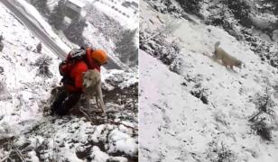 Operaţiune de salvare pentru un câine abandonat pe Transfăgărăşan